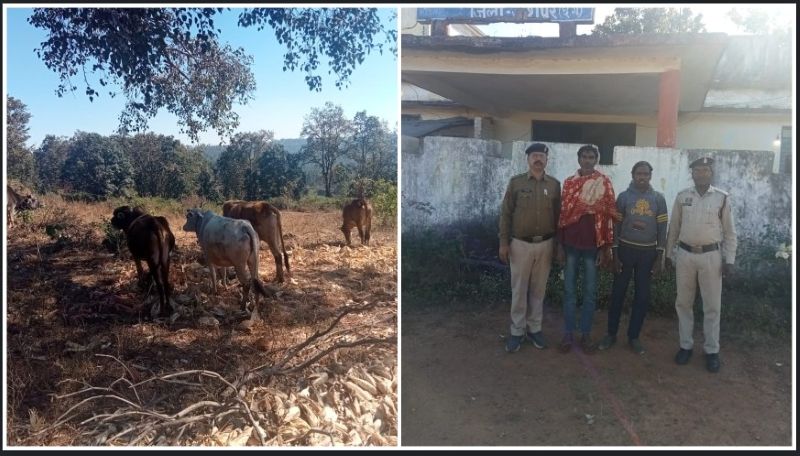 गौ तस्करी पर जशपुर पुलिस का प्रहार: ग्रामीणों की सूचना पर सोनक्यारी पुलिस ने बचाए 5 गौवंश, अंतरराज्यीय तस्करी में शामिल दो आरोपी गिरफ्तार