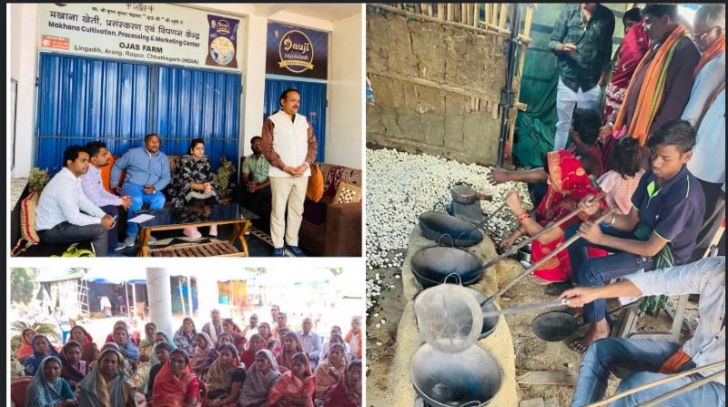 धान से आगे बढ़ी धमतरी की महिलाएं, मखाना खेती से आर्थिक आत्मनिर्भरता की नई राह, 90 एकड़ में शुरू हुआ उत्पादन, ग्रामीण अर्थव्यवस्था को मिली नई दिशा