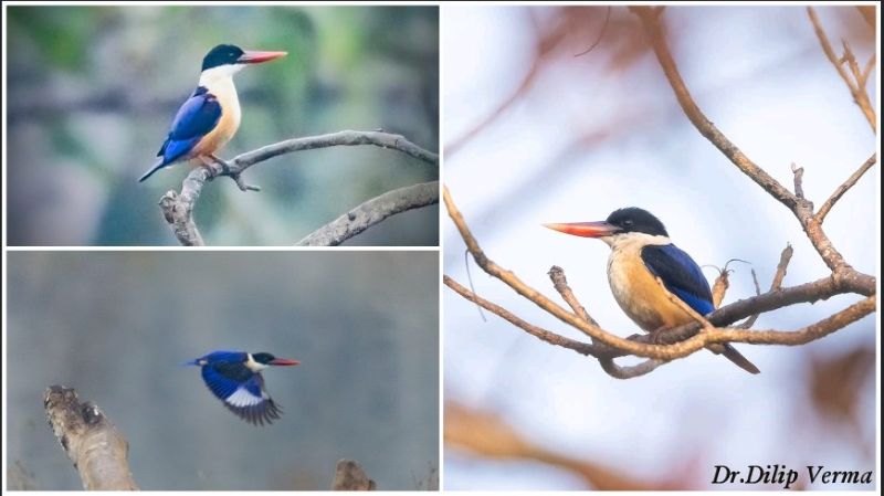 जैव विविधता की बड़ी उपलब्धि: बारनवापारा अभयारण्य में मिला ब्लैक-कैप्ड किंगफिशर, राज्य के वन्यजीव संरक्षण में नया अध्याय