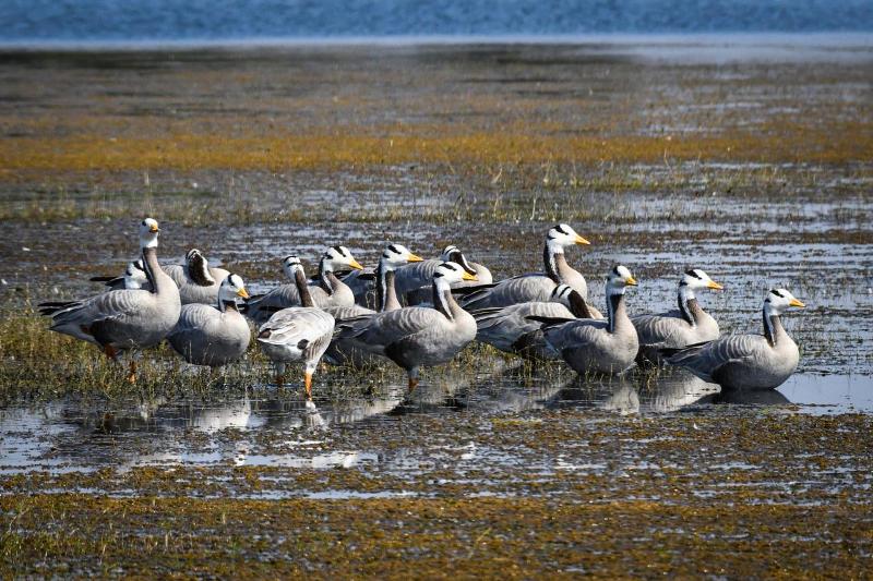 छत्तीसगढ़ को मिली ऐतिहासिक उपलब्धि—कोपरा जलाशय को मिला राज्य का पहला ‘रामसर साइट’ दर्जा; वन मंत्री केदार कश्यप ने प्रदेशवासियों को दी बधाई
