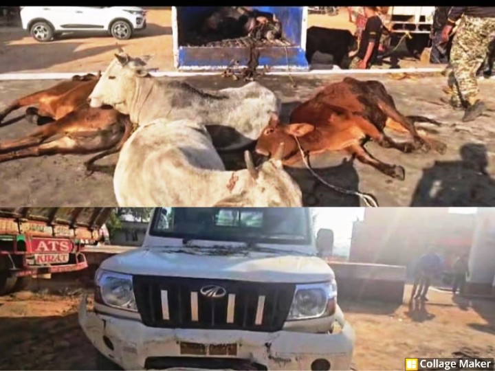 ऑपरेशन शंखनाद की गूंज : पुलिस को टक्कर मार कर भागे गौ-तस्कर ! अंधेरे में छोड़ गए 10 गौ-वंश और पिक-अप, दुलदुला में रात्रि गश्त के दौरान 10 नग गौ-वंशों को तस्करों के चंगुल से कराया गया मुक्त.