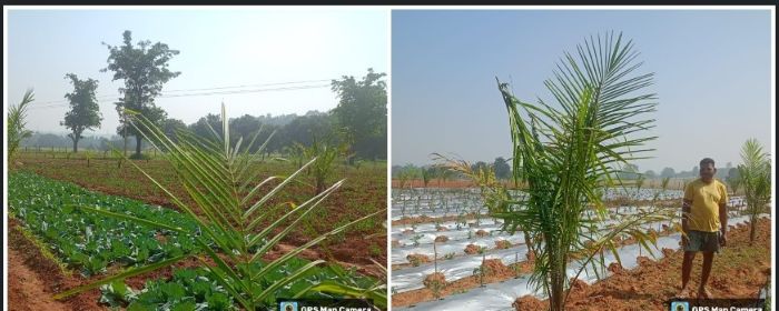 ऑयल पाम खेती को बढ़ावा: जशपुर में 74 हेक्टेयर रोपण पूरा, केंद्र-राज्य सरकार दे रही 1.30 लाख से अधिक अनुदान