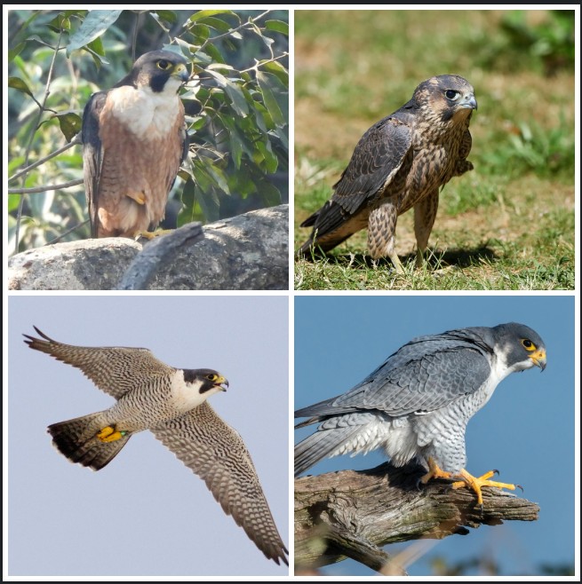 छत्तीसगढ़ के आकाश में फिर गरजा 320 किमी प्रतिघंटा की रफ्तार वाला पेरेग्रीन फाल्कन, उदंती-सीतानदी टाइगर रिजर्व में दुर्लभ दृश्य ने वन्यजीव संरक्षण प्रयासों की सफलता को किया उजागर