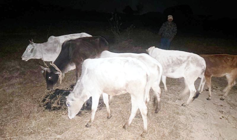 ऑपरेशन शंखनाद : जंगल के रास्ते गौ-तस्करी नाकाम, झारखंड ले जाने का षड्यन्त्र विफल, पुलिस की दबिश से तस्कर फरार, जशपुर पुलिस ने छः गौ-वंशों को कराया सुरक्षित मुक्त.