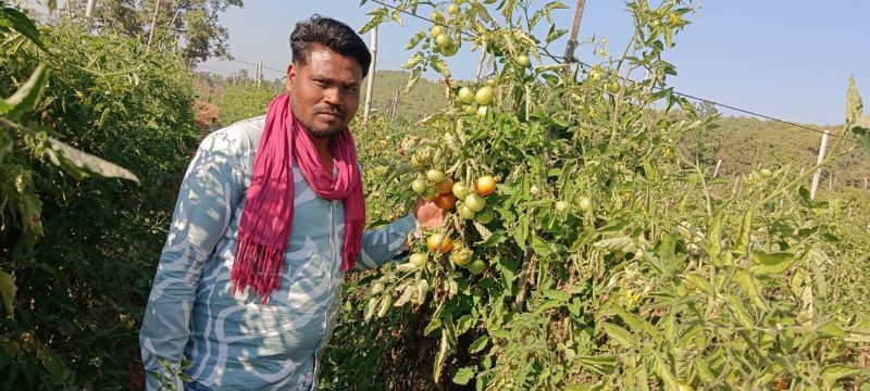 फसल विविधीकरण की सफलता की मिसाल बने त्रवेंद्र साहू, 1.5 एकड़ में टमाटर की खेती से 10 लाख की बिक्री कर बने प्रेरणास्रोत