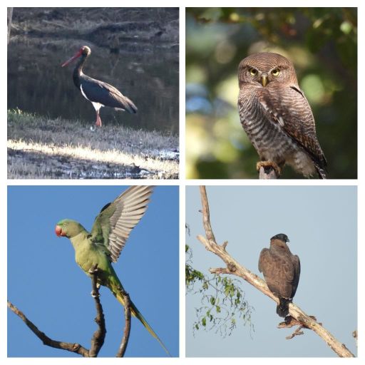 बार-हेडेड गूज से लेकर पेरेग्रिन फाल्कन तक, बारनवापारा अभयारण्य में बर्ड सर्वे 2026 के दौरान 202 पक्षी प्रजातियों का रिकॉर्ड, बर्डिंग कल्चर व इको-टूरिज्म को मिलेगा नया आयाम