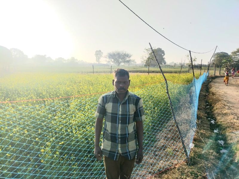 धान के बाद तिलहन की ओर बढ़ा जशपुर का किसान, प्रधानमंत्री धन-धान्य कृषि योजना से मिले लाभ ने बलदेव राजवाड़े को बनाया आत्मनिर्भर, सरसों की खेती से बढ़ी आमदनी की उम्मीद