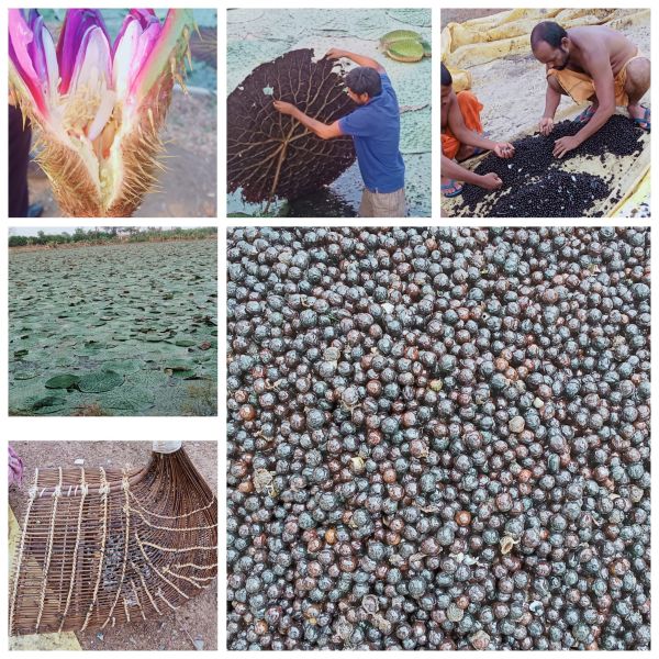 स्पेशल स्टोरी : छत्तीसगढ़ में मखाना उत्पादन को प्रोत्साहन, योजना का तेजी के साथ हो रहा है क्रियान्वयन