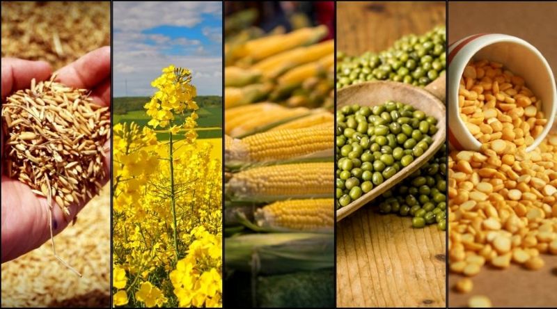 खरीफ 2025–26 में किसानों को बड़ी राहत: छत्तीसगढ़ में तुअर, उड़द, मूंग, सोयाबीन और मूंगफली की MSP पर खरीदी को केंद्र की मंजूरी, 55 हजार मीट्रिक टन से अधिक फसल खरीदी जाएगी