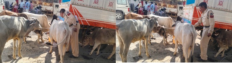 रायगढ़ पुलिस की बड़ी कार्रवाई : लैलूंगा में पशु तस्करी पर सख्ती, पुलिस ने समय रहते सुरक्षित बचाए आठ गौ-वंश, गौवंश तस्करी करते तीन आरोपी गिरफ्तार, किया गया न्यायालय में पेश.