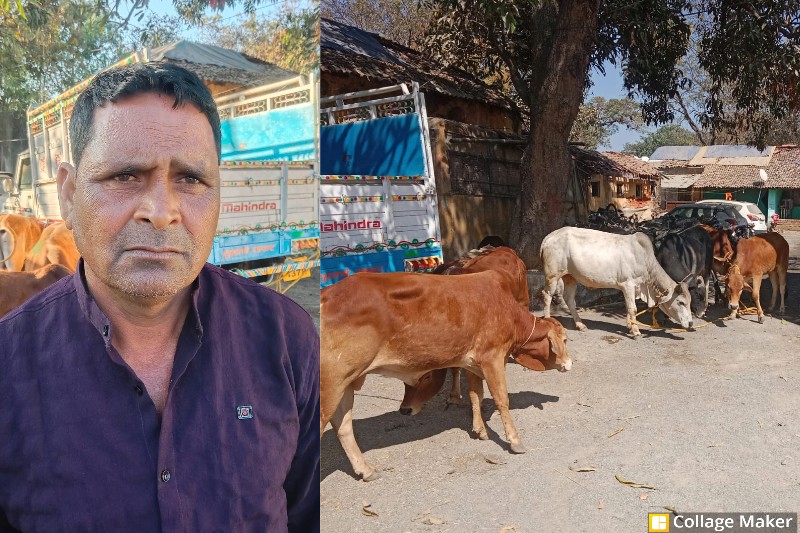 ऑपरेशन शंखनाद का असर : लैलूंगा पुलिस की घेराबंदी सफल, उड़ीसा बूचड़खाना ले जाए जा रहे मवेशी सुरक्षित बरामद, 6 गौ-वंश मुक्त, मवेशी तस्कर गिरफ्तार कर न्यायालय में प्रस्तुत कर भेजे गए न्यायिक अभिरक्षा में.