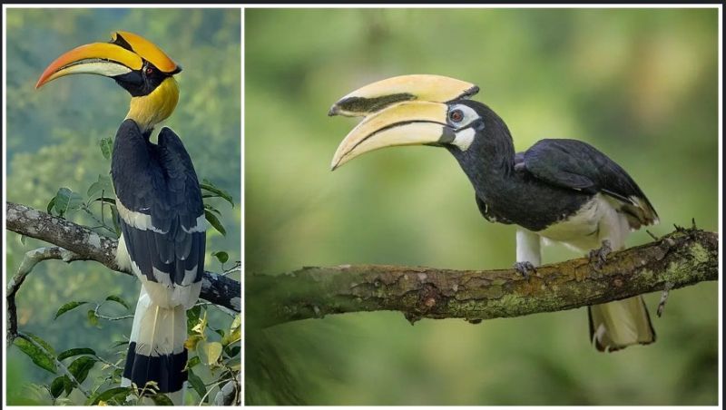 जंगल के ‘किसान’ हॉर्नबिल को बचाने छत्तीसगढ़ का नवाचार: उदंती-सीतानदी टाइगर रिजर्व में प्राकृतिक उद्यान, ट्रैकिंग टीम और ड्रोन से होगी निगरानी