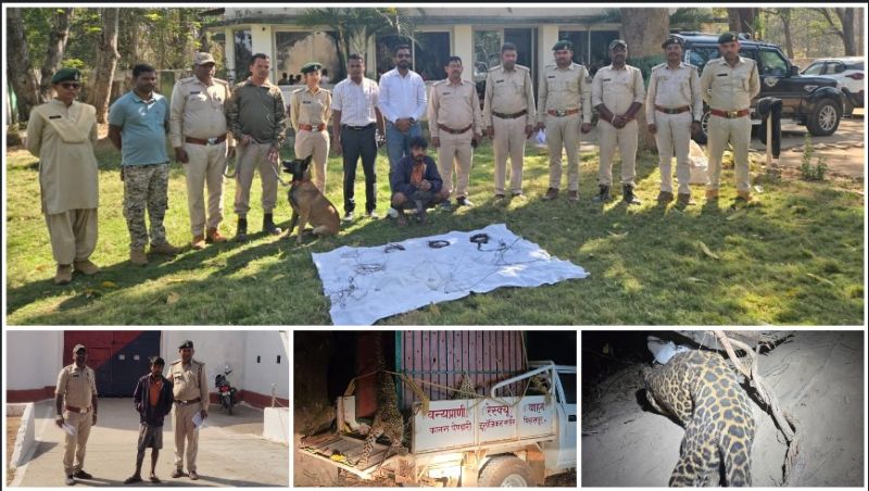 कटघोरा में ‘ऑपरेशन तेंदुआ’ से मचा हड़कंप! चला रेस्क्यू मिशन—फंदे से जिंदा निकला तेंदुआ, डॉग स्क्वाड की सूंघ से शिकारी सलाखों के पीछे