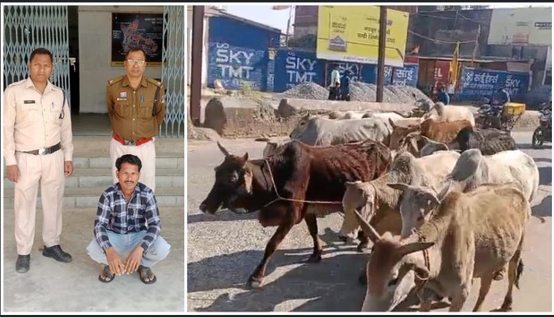 “ऑपरेशन शंखनाद” : रायगढ़ पुलिस की एक और बड़ी कार्यवाही, 16 गौवंश तस्करों के कब्जे से मुक्त, मवेशी तस्कर देवानंद यादव गिरफ्तार, आरोपी रब्बुल खान फरार, तस्कर की तलाश जारी
