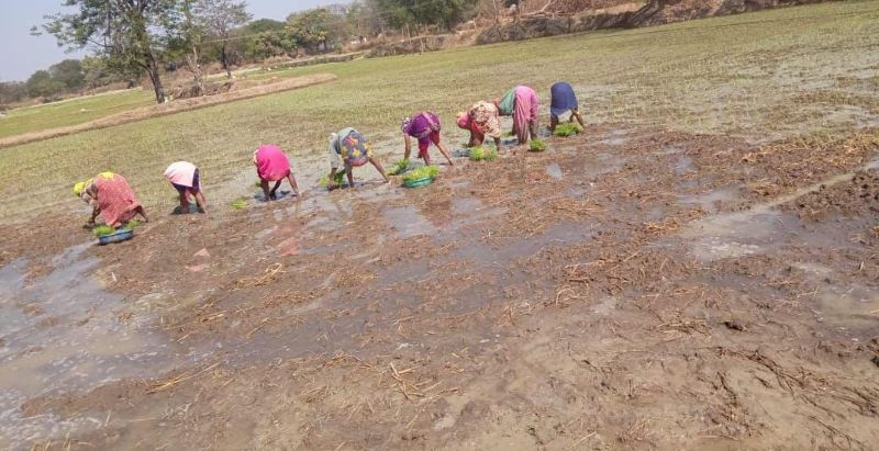 रागी-दलहन ने बदली धमतरी की खेती की तस्वीर: कम पानी-कम लागत वाली फसलों से खुल रहे आय के नए द्वार, महिला कृषकों की भागीदारी बनी ताक़त