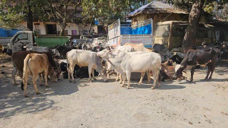 आपरेशन शंखनाद:  रायगढ़ में गौ-वंश संरक्षण को बड़ा बल, लैलूंगा पुलिस की सतर्कता रंग लाई, 32 गौ-वंश को तस्करों से दिलाई गई आज़ादी, ‘ऑपरेशन शंखनाद’ के तहत मवेशी तस्कर गिरफ्तार कर भेजा गया न्यायिक रिमांड पर.