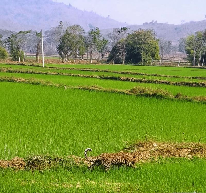 मानव–वन्यजीव समन्वय की मिसाल: बिरगुड़ी वन परिक्षेत्र में तेंदुए के शावक का सफल रेस्क्यू, स्वास्थ्य परीक्षण के बाद जंगल सफारी भेजा गया