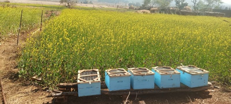 ‘शहद’ से सजी सफलता की उड़ान: बगीचा विकासखंड के स्व सहायता समूह ने 5 बक्सों से शुरू कर कमाई का खोला नया रास्ता