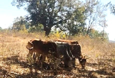 ऑपरेशन शंखनाद : जशपुर पुलिस ने 7 गौ-वंश तस्करों के चंगुल से छुड़ाए, जंगल के रास्ते झारखंड ले जाए जा रहे थे गौ-वंश, पुलिस की सतर्कता से बची जान.