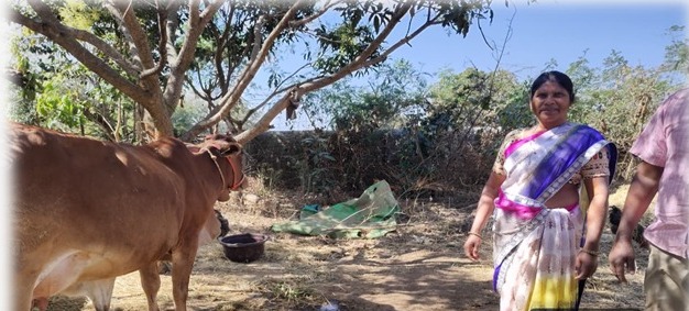 राष्ट्रीय डेयरी विकास बोर्ड की डेयरी समग्र विकास योजना से बदली जनजातीय महिला की किस्मत: मुख्यमंत्री विष्णुदेव साय की पहल पर साहीवाल गाय, 50% अनुदान और निःशुल्क बीमा से आत्मनिर्भर बनीं सरोजनी एक्का, प्रतिदिन 10 लीटर दूध से बढ़ी आमदनी