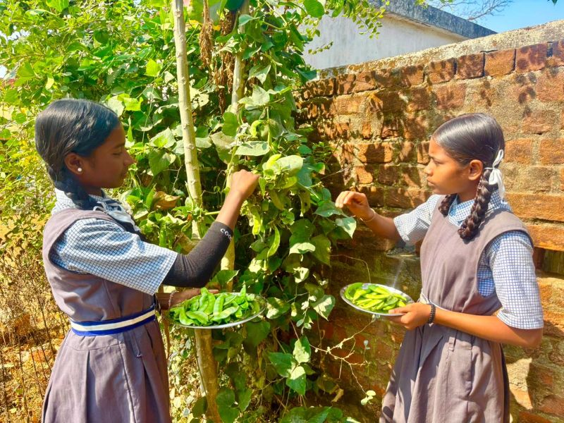 किताबों के साथ खेती भी: सूरजपुर के स्कूल में बच्चों ने उगाई 4 किलो सेमी, किचन गार्डन से बदल रही है मिड-डे मील की तस्वीर