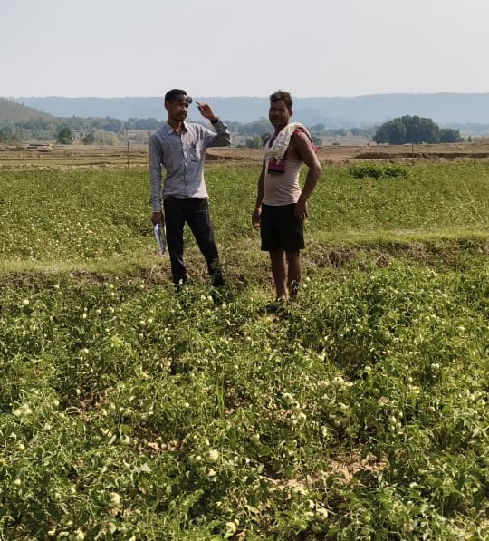 किसानों को नई राह: जशपुर में उन्नत विधि अपनाकर टमाटर उत्पादन में रिकॉर्ड बढ़ोतरी, अन्य किसान भी हो रहे प्रेरित