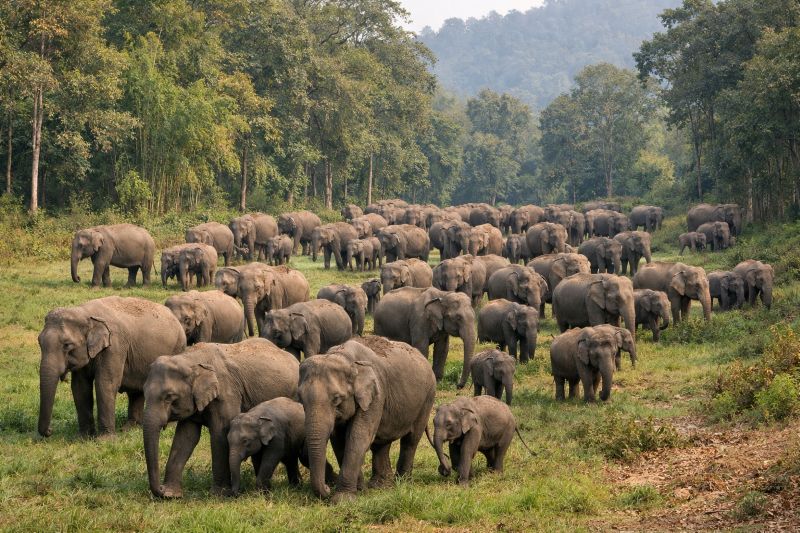 तपकरा परिक्षेत्र के सतपुरिया जंगल में दो दलों के 73 हाथी विचरणरत, आरआरटी गश्त और अस्थायी बैरियर से सुरक्षा पुख्ता; जशपुर में जनहानि नहीं, प्रशासन पूरी तरह अलर्ट