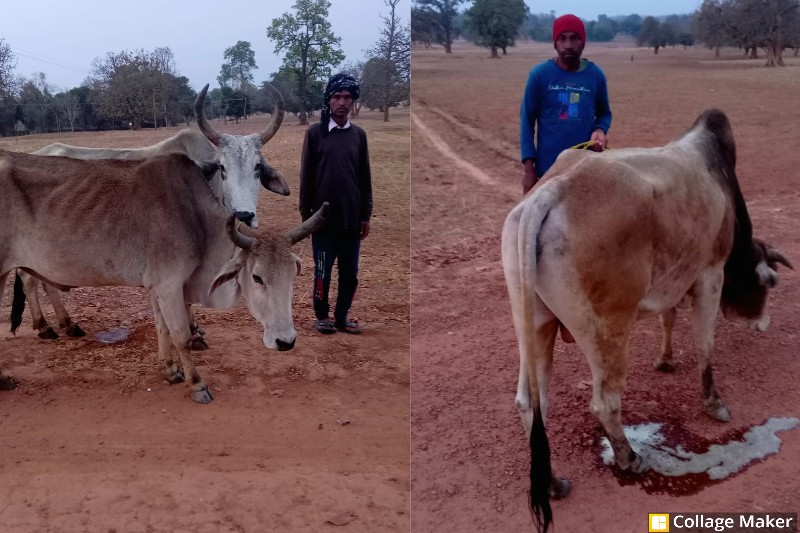 ऑपरेशन शंखनाद का असर : ग्रामीणों की सूचना बनी हथियार, पुलिस ने गौ तस्करी पर कसा शिकंजा, जशपुर पुलिस ने 15 गौ-वंशों को बचाया, 5 तस्कर किए गिरफ्तार.