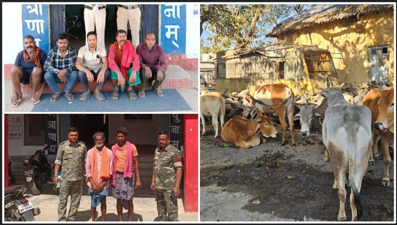 होली ड्यूटी के बीच बड़ा पर्दाफाश: घरघोड़ा–लैलूंगा में अवैध गौवंश परिवहन का भंडाफोड़, बिना चारा-पानी बांधकर ले जाए जा रहे 18 मवेशी छुड़ाए; रायगढ़ पुलिस की सख्ती से तस्करों में हड़कंप, कड़े कानूनों में केस दर्ज