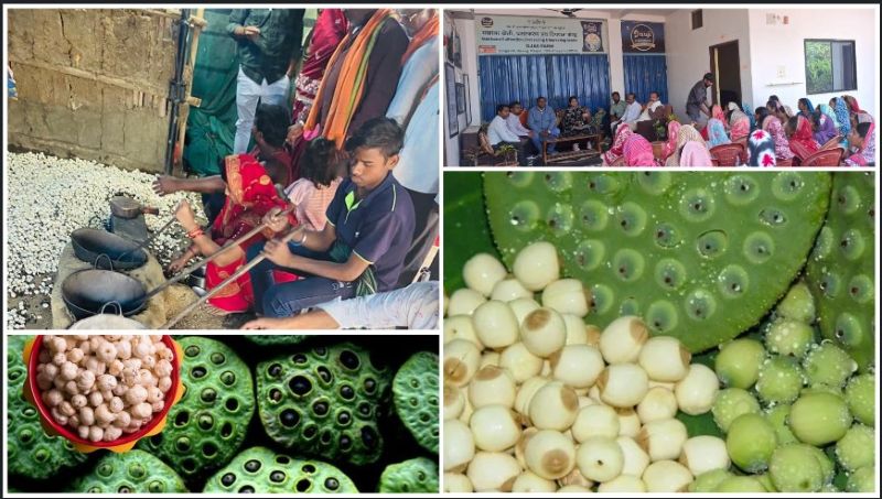 तालाबों से समृद्धि की राह: नगरी वनांचल क्षेत्र में मखाना उत्पादन की शुरुआत, किसानों और महिला समूहों को मिलेगा नया रोजगार, धमतरी बनेगा प्रदेश का उभरता मखाना केंद्र