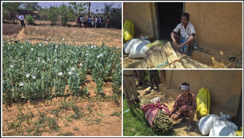 जंगलों के बीच उग रही थी नशे की फसल! लैलूंगा के नवीन घाटगांव में पोस्ता की अवैध खेती का भंडाफोड़, पुलिस-प्रशासन की संयुक्त कार्रवाई में 2 गिरफ्तार