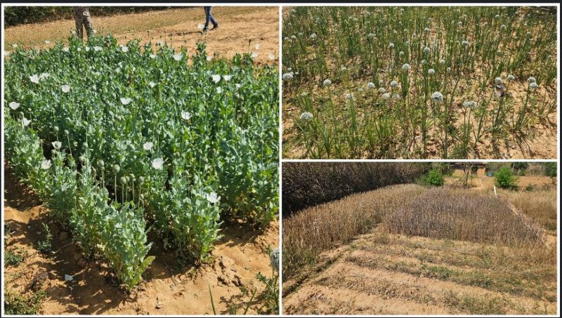 आसमान से निगरानी, जमीन पर कार्रवाई: ड्रोन सर्वे ने खोली अवैध अफीम खेती की पोल, प्रशासन की त्वरित दबिश में दो गिरफ्तार—जिलेभर में अभियान तेज