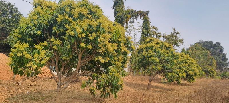 फसल की बढ़ती चिंताजनक स्थिति: मैंगो हॉपर ने आम के पेड़ों में दी दस्तक, नई पत्तियां और मंजरियां चिपचिपी और काली फफूंदी से प्रभावित, समय रहते छिड़काव से ही बचेगा भारी नुकसान