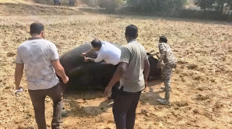 पत्थलगांव में हाथी गिरा, वन अमले और वन्यपाणी विशेषज्ञ की टीम ने तत्काल किया उपचार; ग्रामीणों को सतर्क रहने की दी सलाह, हाथी जंगल की ओर सुरक्षित निकला