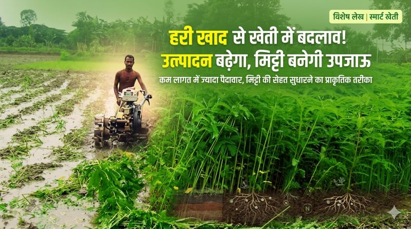 रसायनों से राहत, प्राकृतिक खेती की ओर कदम: हरी खाद बनी किसानों की ताकत—उपज बढ़ेगी, जमीन रहेगी उपजाऊ और आय में होगा इजाफा