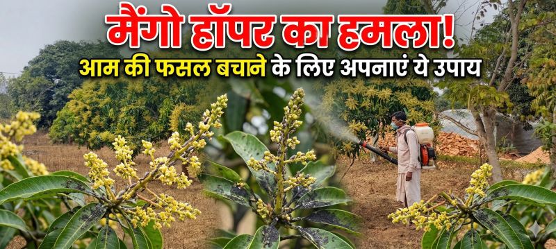 मंजरियों पर कीट का अटैक, फसल पर संकट: मैंगो हॉपर से बचाव के लिए स्प्रे और देखभाल के उपाय जानिए