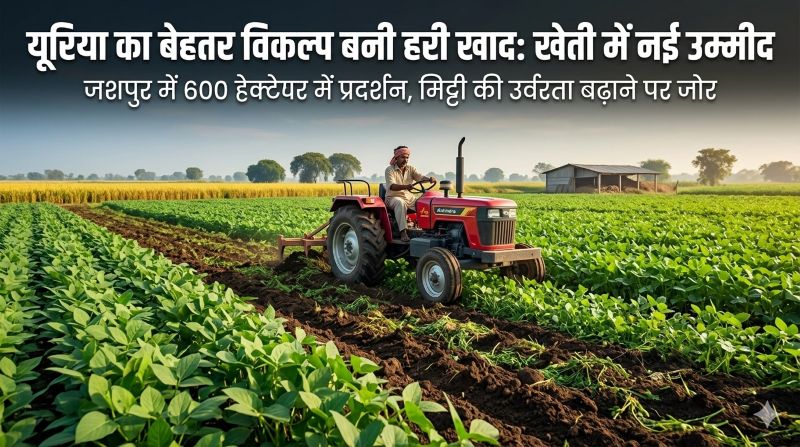 प्राकृतिक खेती की ओर बढ़ता जशपुर: हरी खाद से किसानों को नई राह, कम खर्च में बेहतर उत्पादन और मिट्टी को मिल रही नई जिंदगी