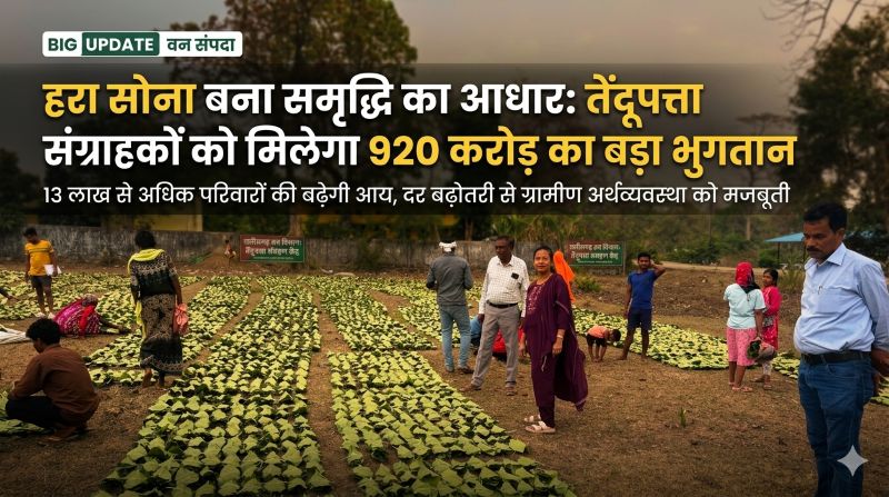 तेंदूपत्ता संग्राहकों के लिए सुनहरा दौर: सरकार की नई नीति से आय में बड़ा उछाल—दर बढ़कर 5500 रुपये प्रति बोरा, 13 लाख से अधिक परिवारों को 920 करोड़ का सीधा फायदा