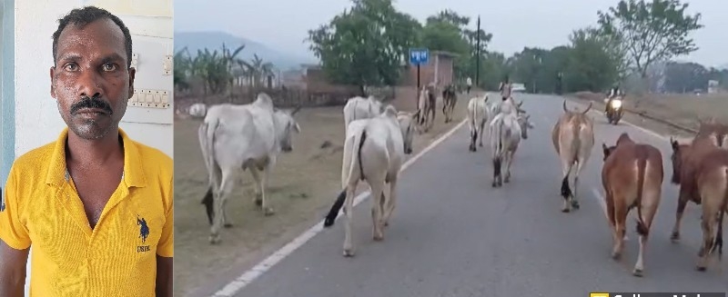 ऑपरेशन शंखनाद की सफलता : मनोरा पुलिस की तत्परता से तस्करी नाकाम, झारखंड ले जाए जा रहे थे गौ-वंश, जशपुर पुलिस ने 12 गौ-वंश बचाए, तस्कर गिरफ्तार कर भेजा गया जेल.