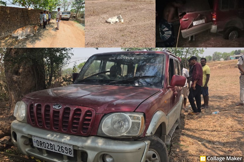 रात्रि गश्त में सतर्क पुलिस का बड़ा एक्शन : रायगढ़ में “ऑपरेशन शंखनाद” का असर, पुलिस ने गौ-वंश तस्करी की बड़ी कोशिश की नाकाम, स्कॉर्पियो से मुक्त कराए गए गौ-वंश.