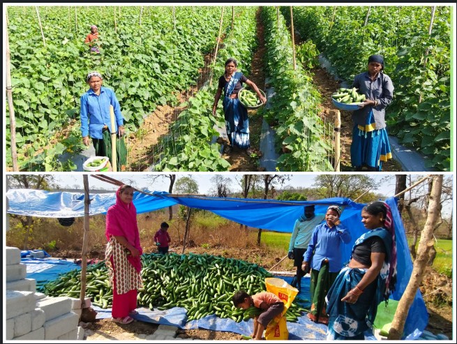 गरीबी से समृद्धि तक का सफर: बिलासपुर की सुभद्रा ने खीरा खेती से लिखी सफलता की नई कहानी, सरकारी योजनाओं और समूह की ताकत से हासिल किया ‘लखपति दीदी’ का मुकाम