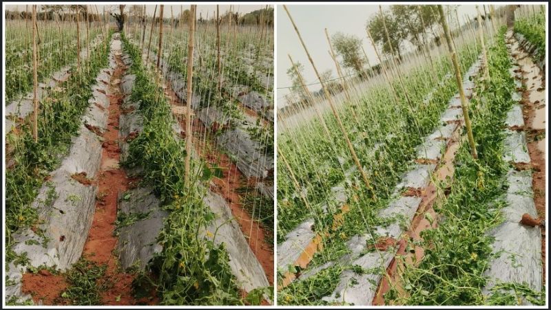 अनिश्चित मौसम बना किसानों के लिए खतरा: फसलों को ओलावृष्टि से बचाने हेतु प्रधानमंत्री फसल बीमा योजना में ऐड-ऑन कवर लेने की सलाह, कम प्रीमियम में ज्यादा सुरक्षा पर जोर