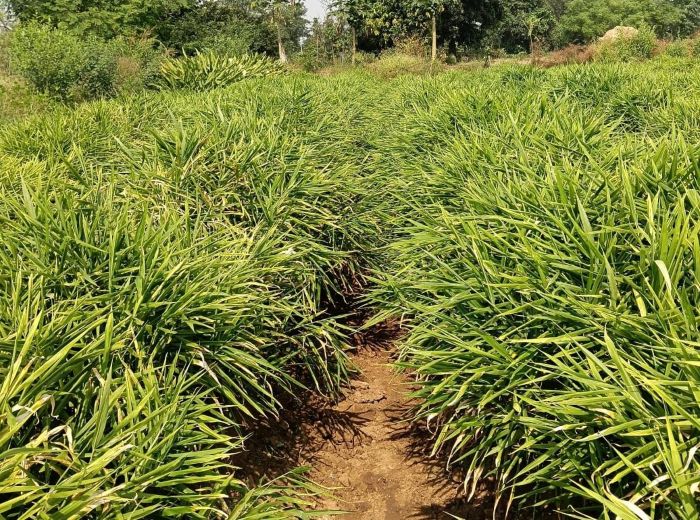 पारंपरिक खेती से आगे बढ़ा बालोद: अदरक बनी कमाई का नया जरिया, ‘एक जिला एक उत्पाद’ से किसानों की आय में उछाल