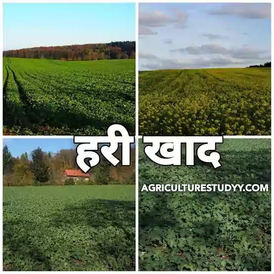 खेती में बदलाव की नई राह—ढेंचा, सनई जैसी हरी खाद से सुधरेगी जमीन की सेहत, कम होगा यूरिया पर निर्भरता और बढ़ेगी पैदावार