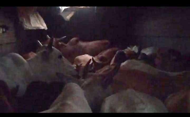 ऑपरेशन शंखनाद का असर : सुबह 4:30 बजे हाईवे पर एक्शन, जशपुर पुलिस ने ट्रक से 38 गौ-वंशों को कराया मुक्त, गौ तस्करी में इस्तेमाल ट्रक जब्त, आरोपी फरार, पुलिस कर रही है पतासाजी.