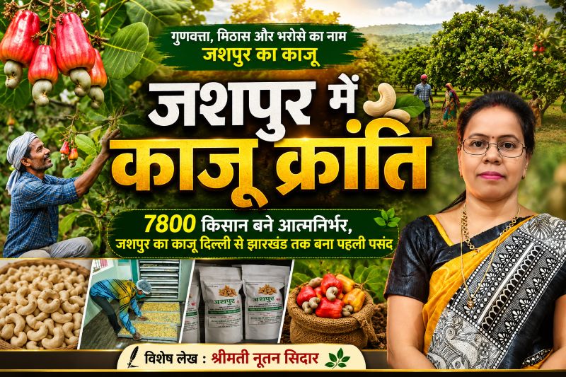 विशेष लेख : काजू उत्पादन को किसानों ने बनाया आय का उत्तम साधन, 7800 किसान काजू की खेती से सीधे जुड़े