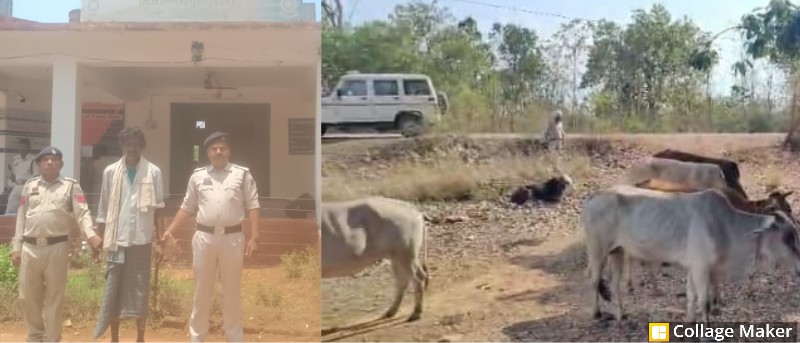 ऑपरेशन शंखनाद : जशपुर पुलिस की बड़ी कार्रवाई, जंगल के रास्ते ले जा रहा था गौ-वंश, पुलिस ने घेराबंदी कर आरोपी को पकड़ा, 12 गौ-वंशों को बचाया, तस्कर गिरफ्तार, भेजा जेल.