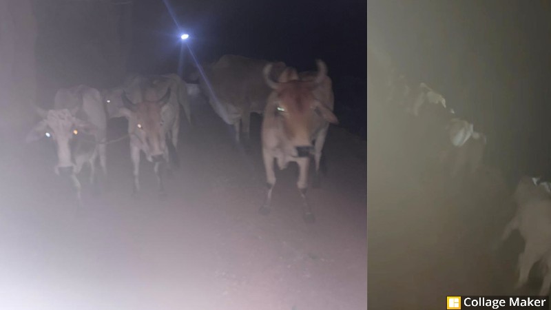 ऑपरेशन शंखनाद में जशपुर पुलिस की बड़ी सफलता : पुलिस ने तस्करों की साजिश की नाकाम, सात गौ-वंश तस्करों के चंगुल से मुक्त, जंगल के रास्ते झारखंड ले जाए जा रहे थे गौ-वंश, आरोपी तस्कर फरार, पतासाजी जारी.