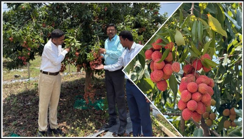 लीची बनेगी बस्तर की नई पहचान: वैज्ञानिकों की ऐतिहासिक सफलता से नगदी फसल उत्पादन को मिला बढ़ावा, किसानों की आय वृद्धि, रोजगार सृजन और ग्रामीण अर्थव्यवस्था को मजबूती देने की दिशा में बड़ा परिवर्तनकारी कदम