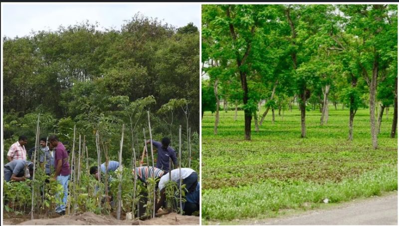 मियावकी तकनीक से हरित क्रांति की ओर बढ़ता छत्तीसगढ़ : बंजर जमीन पर तैयार हो रहे घने जंगल, पर्यावरण संरक्षण को मिली नई ताकत
